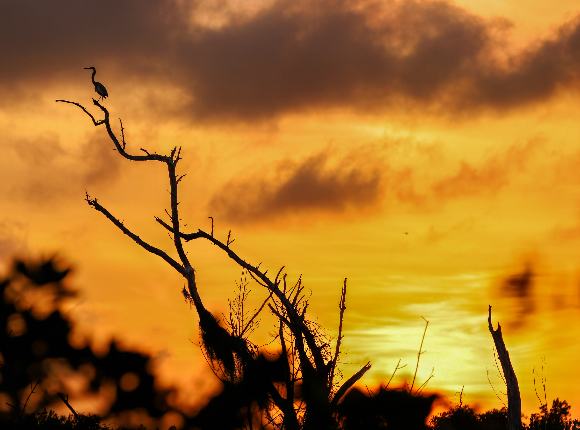 Tricolored Heron standing on a branch with sunset in the background.