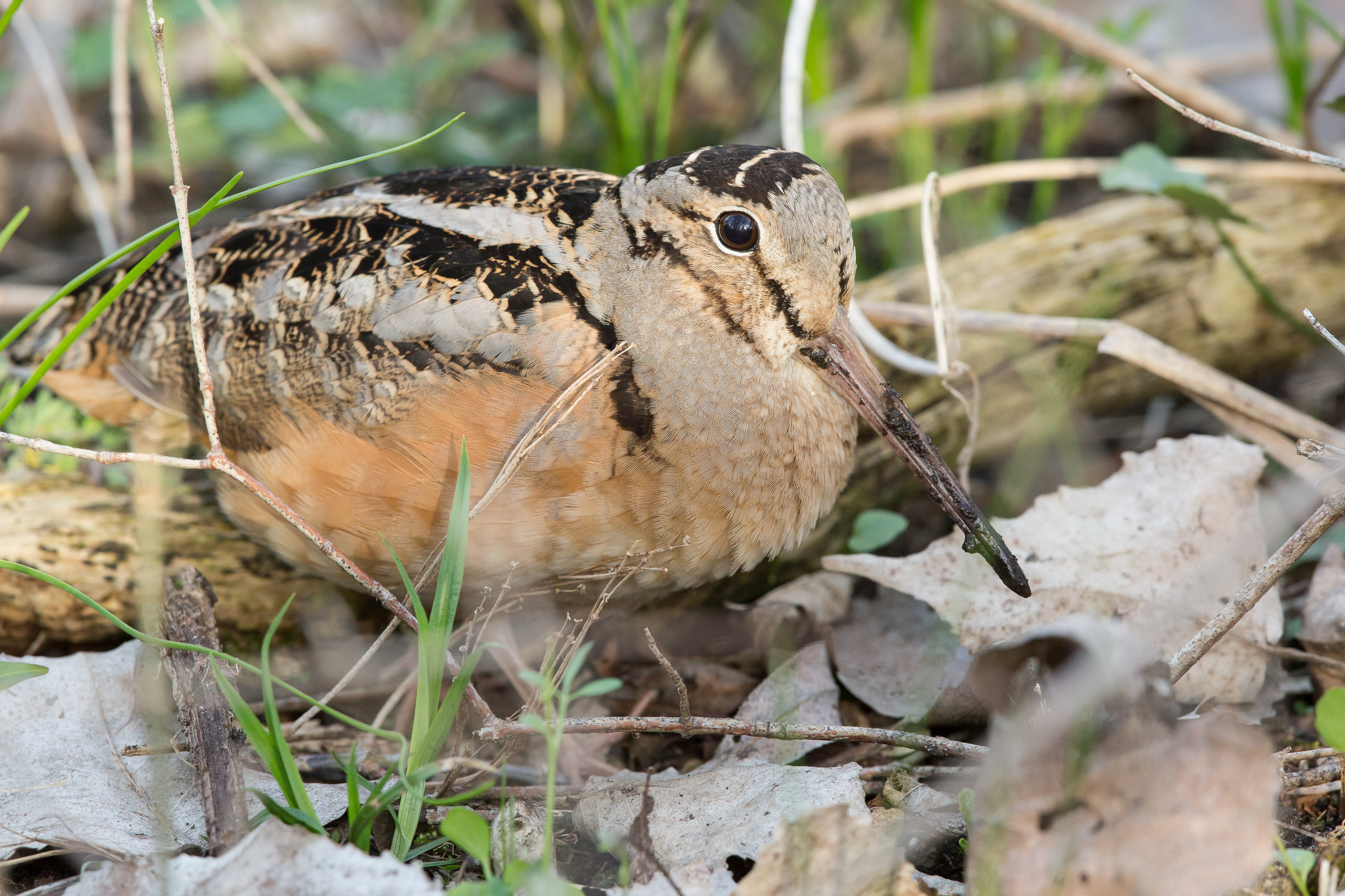 American woodcock in forest. 
