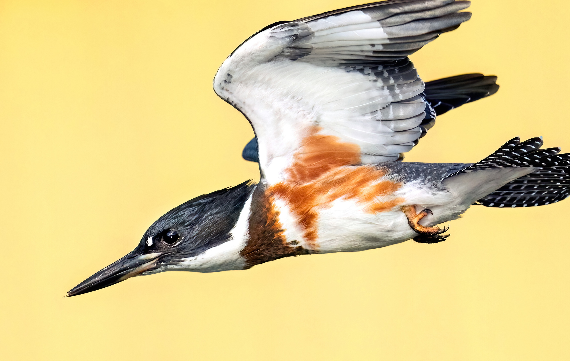 Belted Kingfisher in flight with a yellow background
