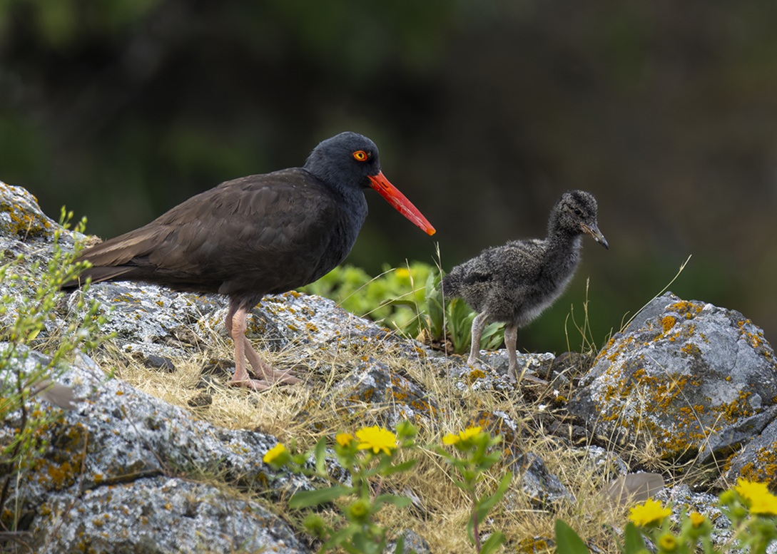 Black Oystercatch and its young atop a rocky, colorful foreground that includes vibrant yellow flowers. 