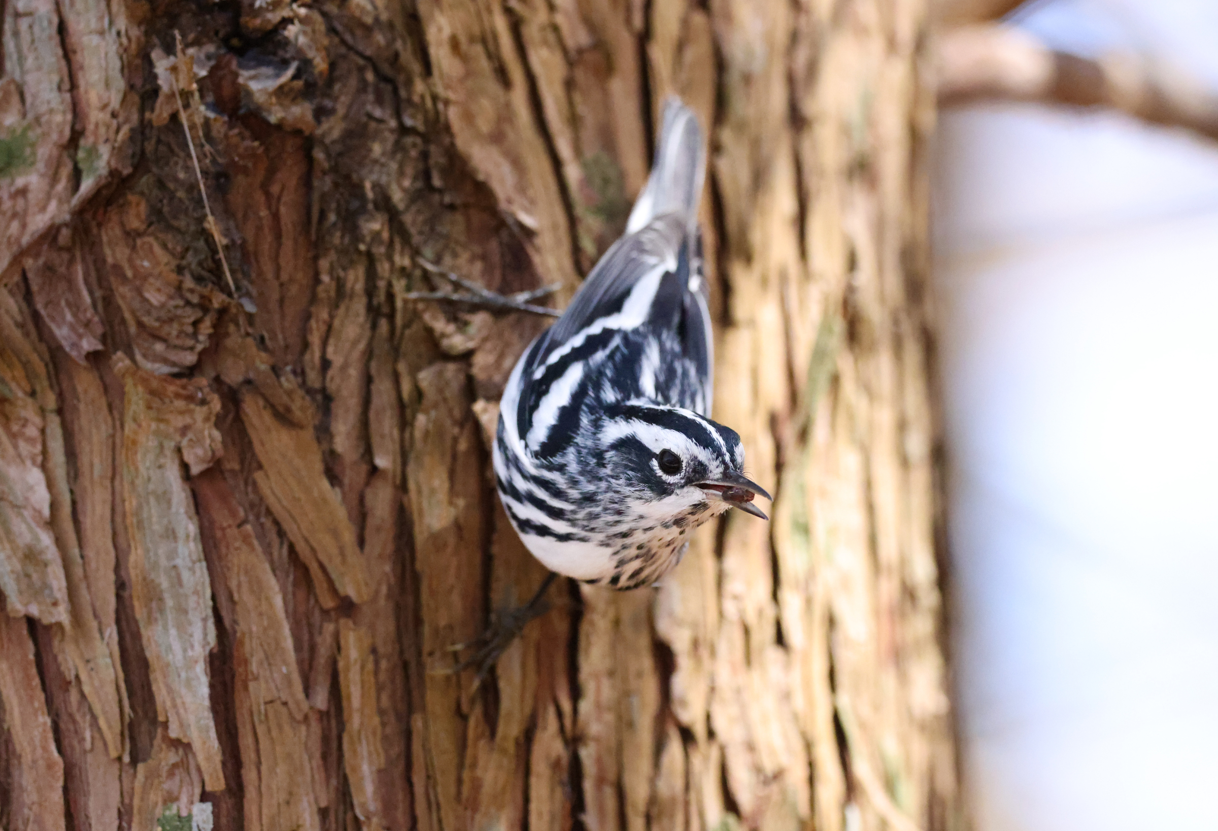 Black-and-white Warbler on a tree trunk