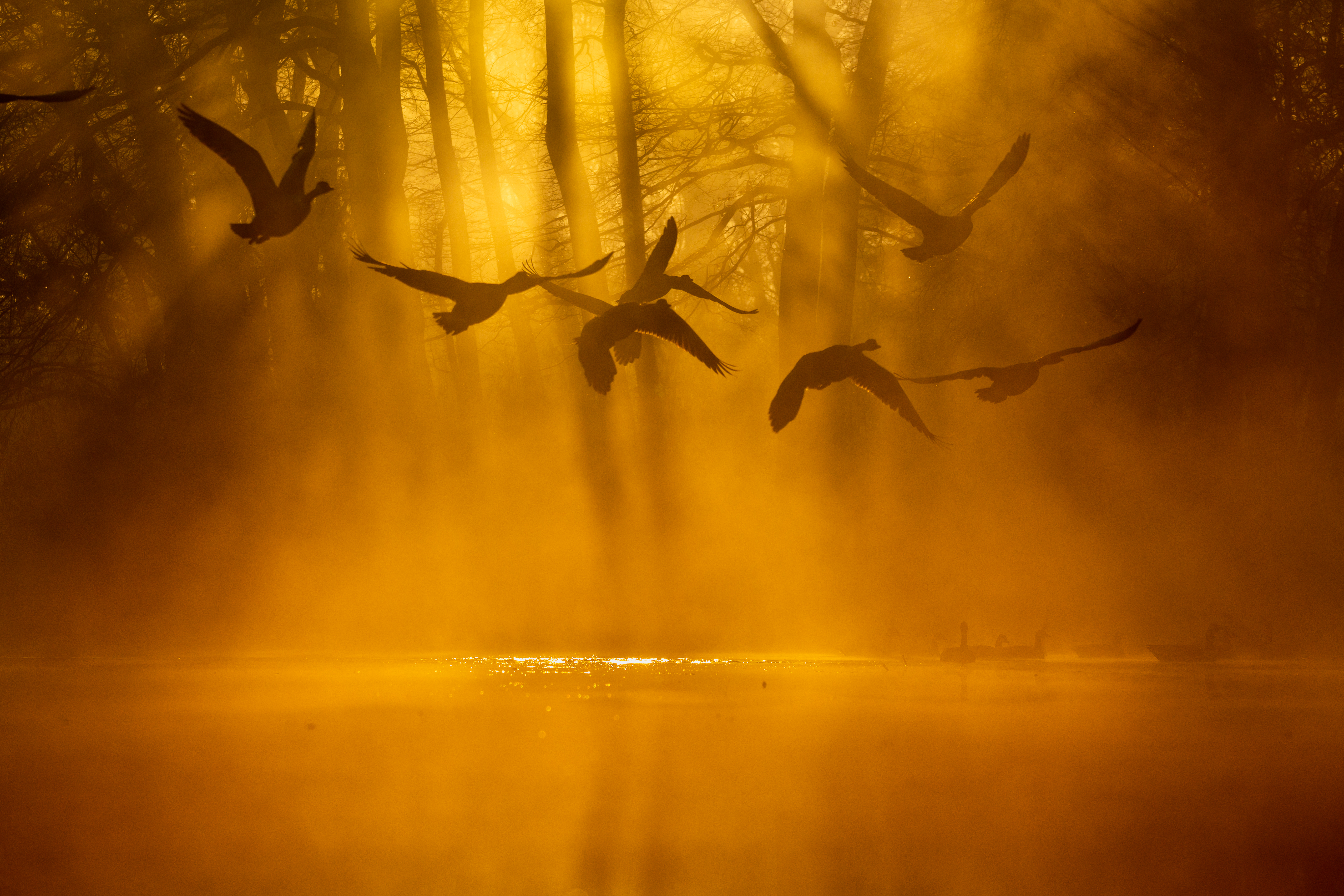 Canada geese flying at dusk through golden light over a misty lake. 