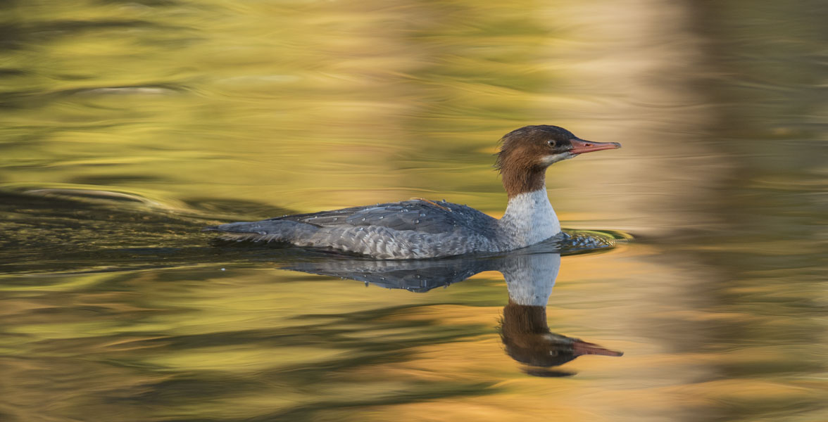A female Common Merganser swims.