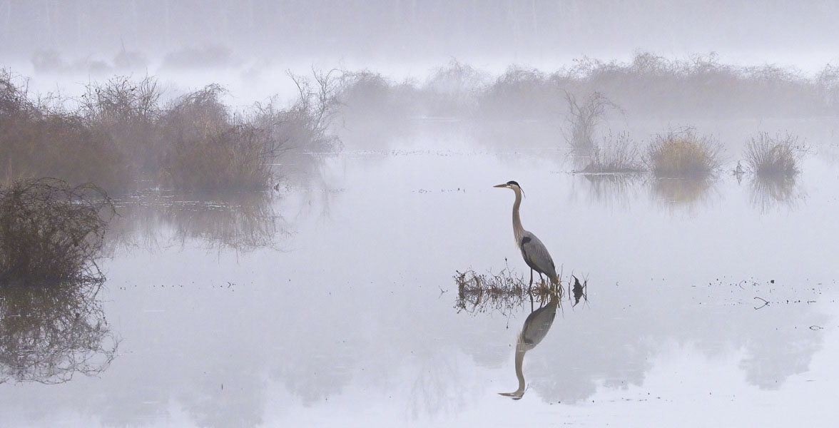 A Great Blue Heron stands in a foggy wetland.