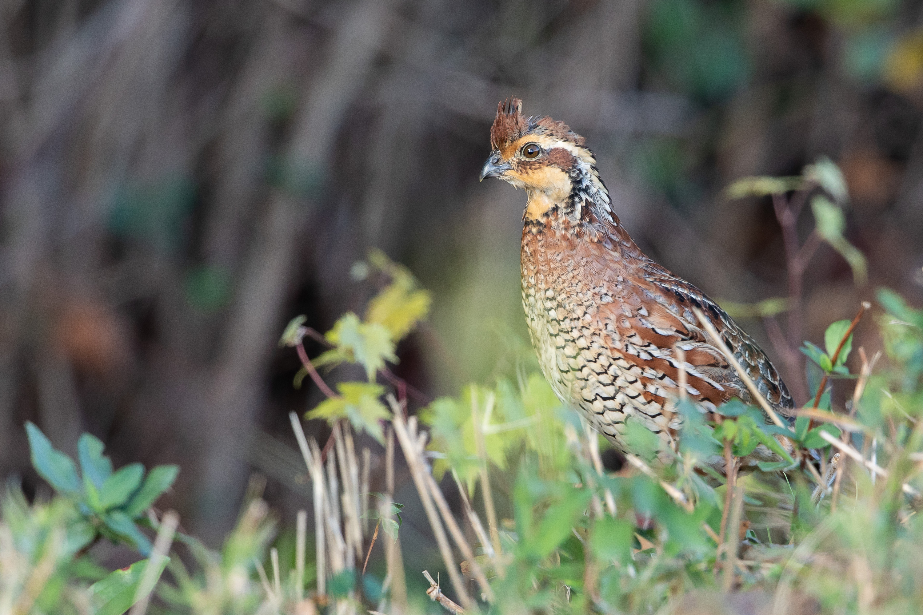 northern bobwhite behind some grass