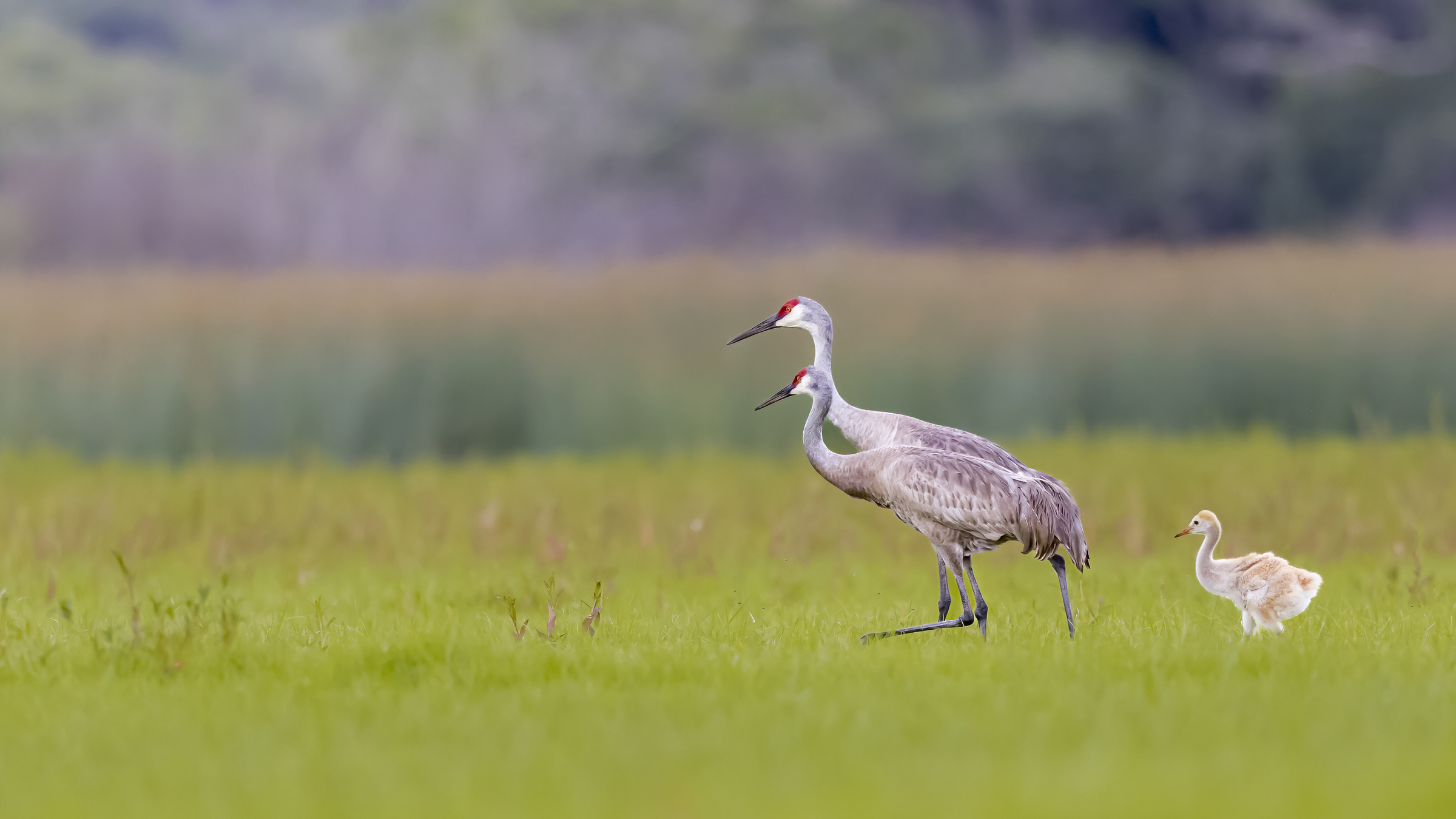 Sandhill Crane parents walking with their chick in the grass