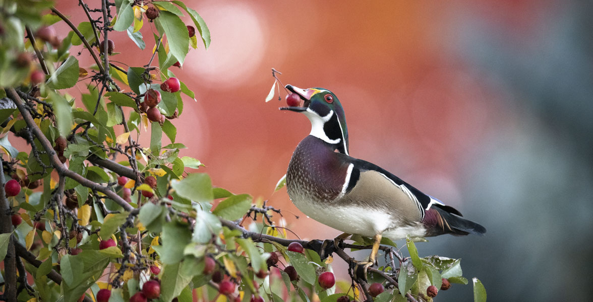A Wood Duck eats an apple while perched in an apple tree.