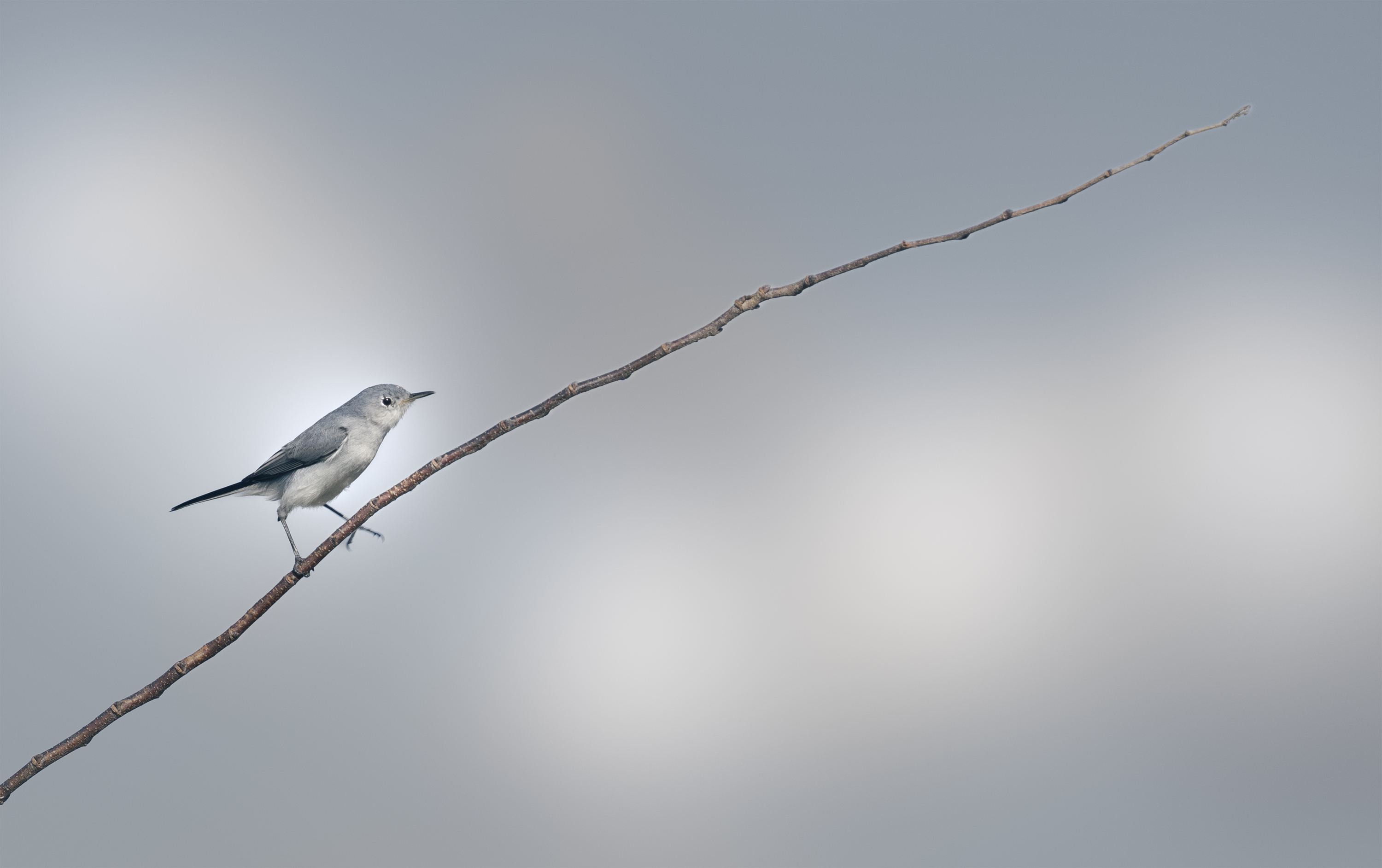Blue-gray Gnatcatcher standing on a branch