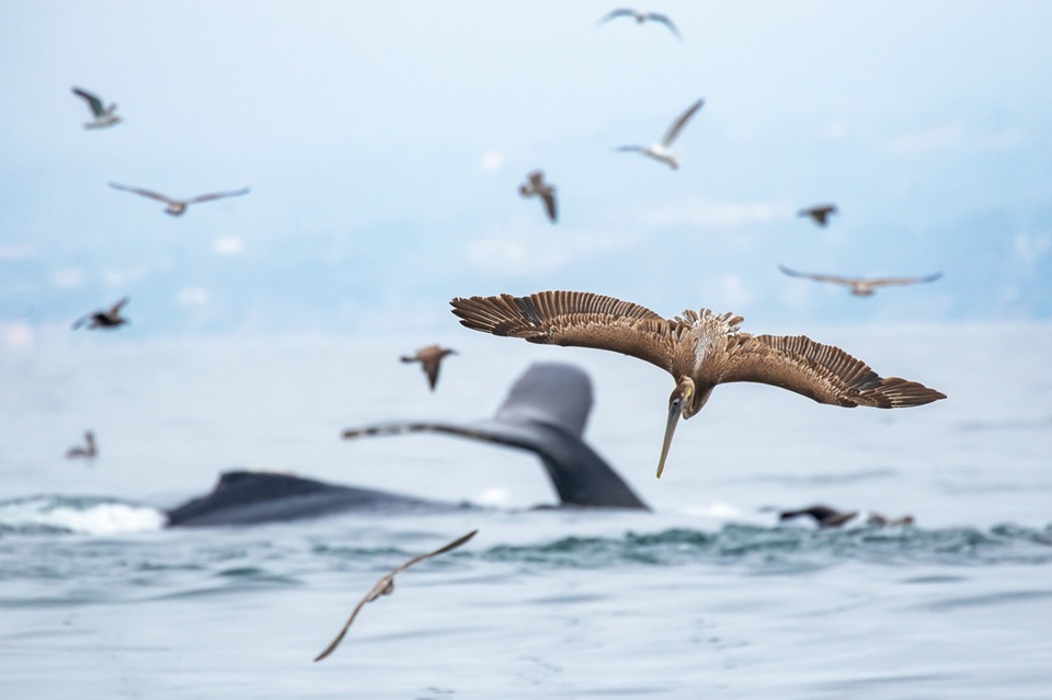 Brown Pelican diving for food against a backdrop of humpback whales and other seabirds. 