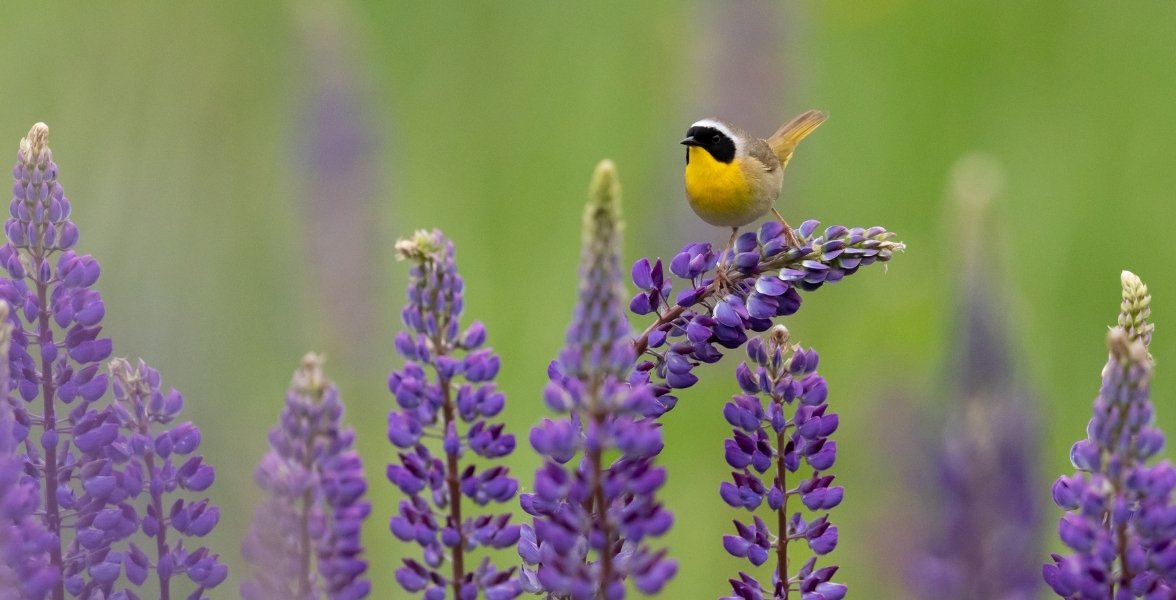 A male Common Yellowthroat perched amongst lupine flower stalks.