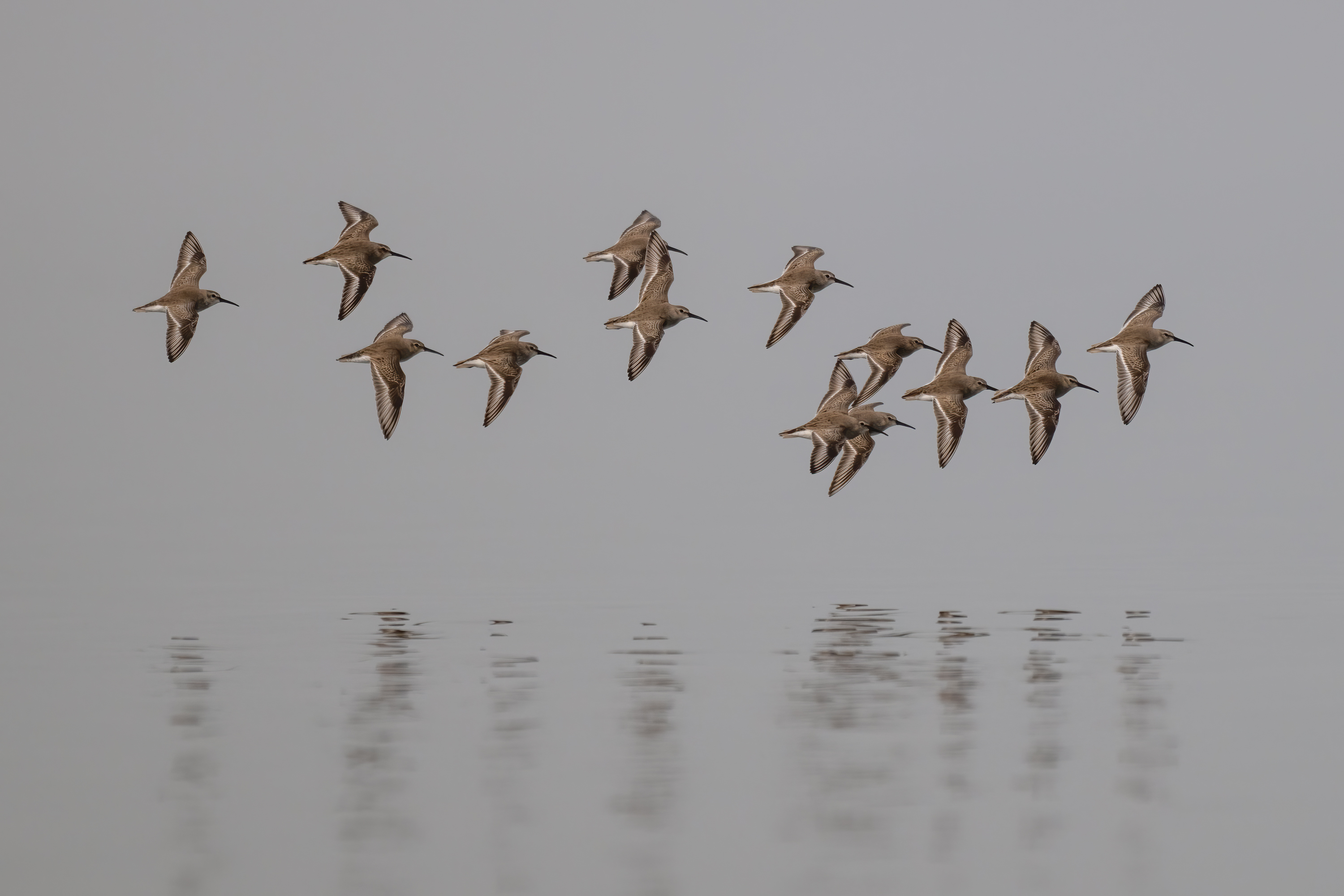 A flock of birds in flight over water