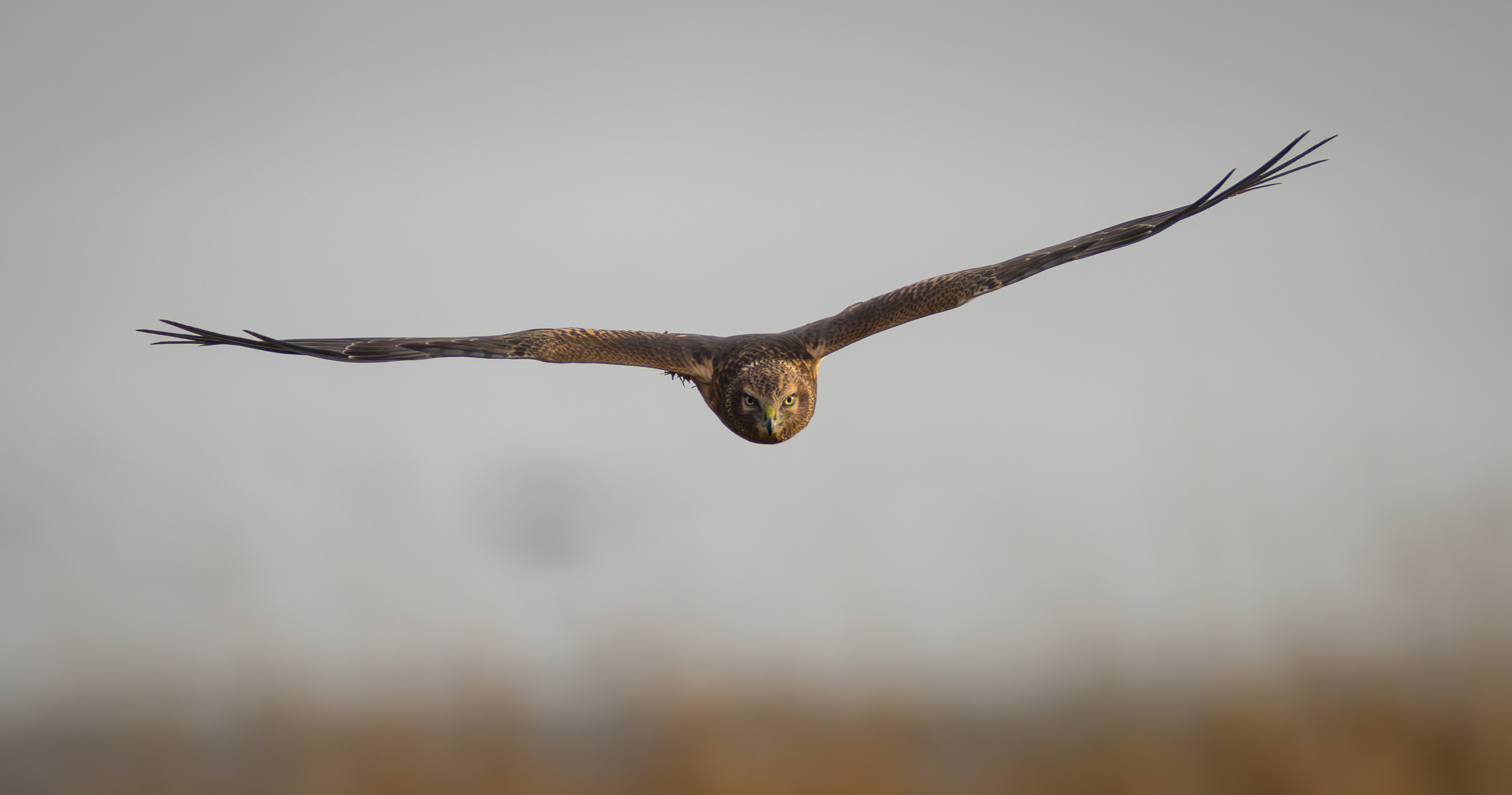 northern harrier in flight