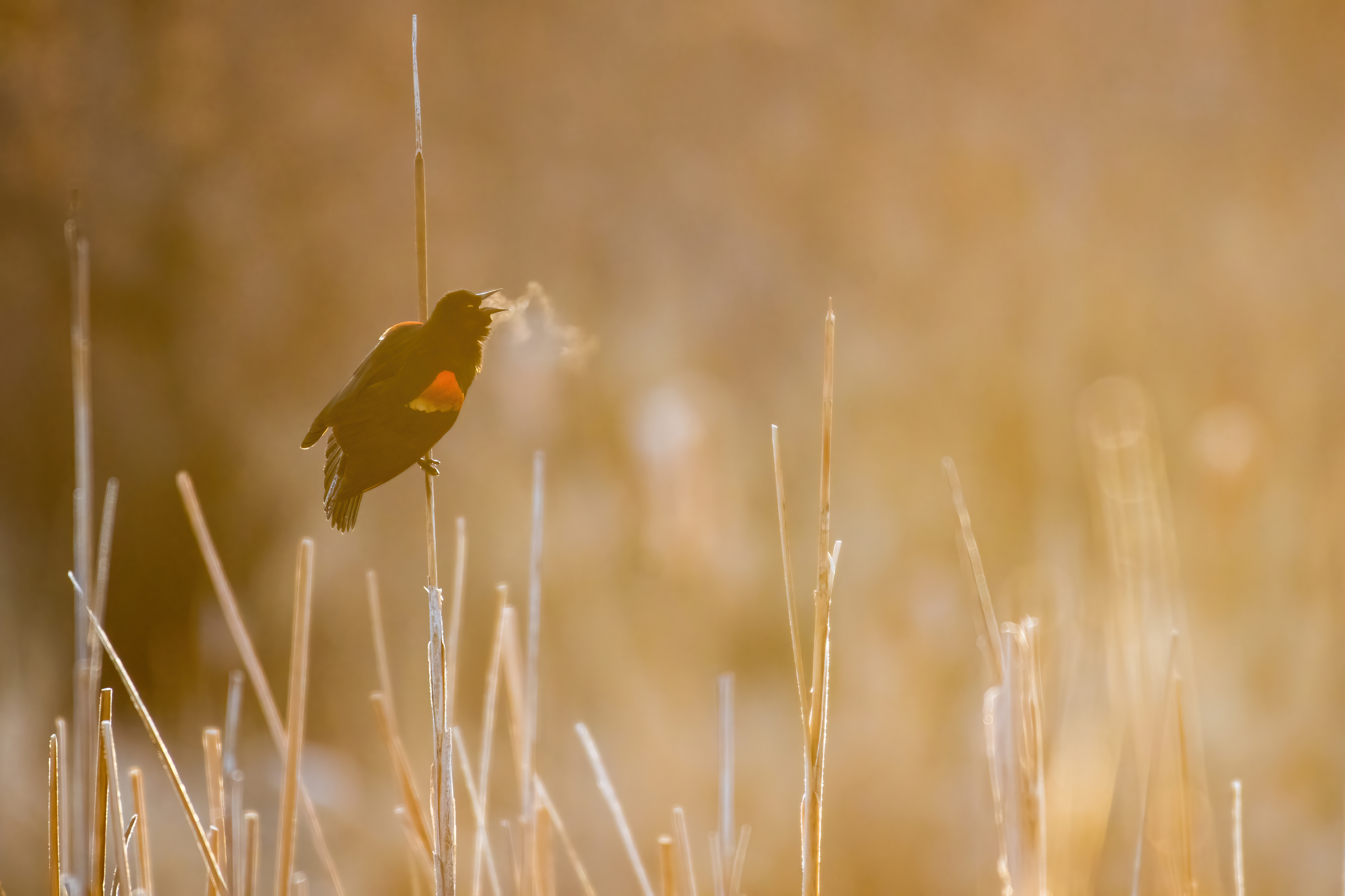 red-winged blackbird sitting on grasses