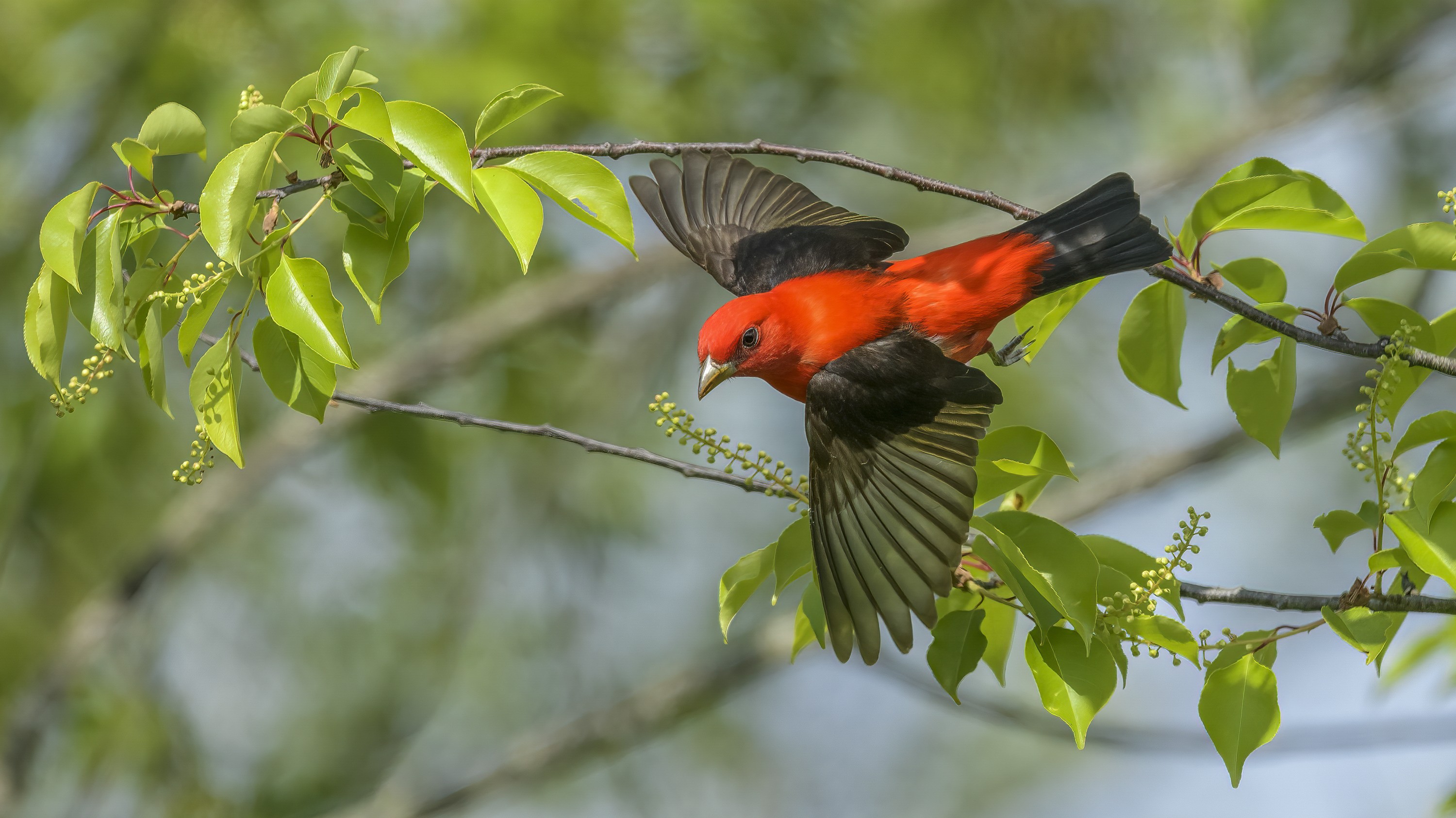 Scarlet Tanager