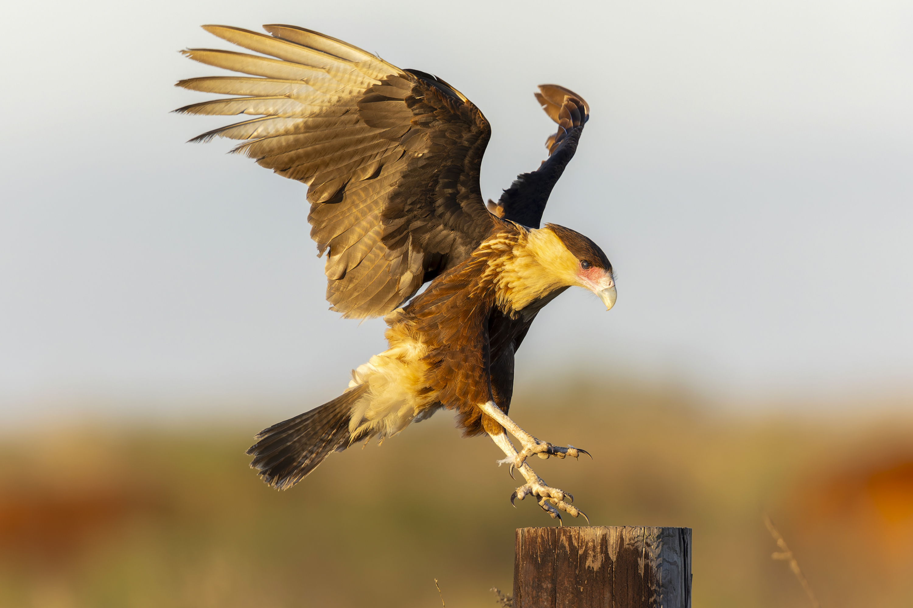 Crested Caracara comes in for a landing.
