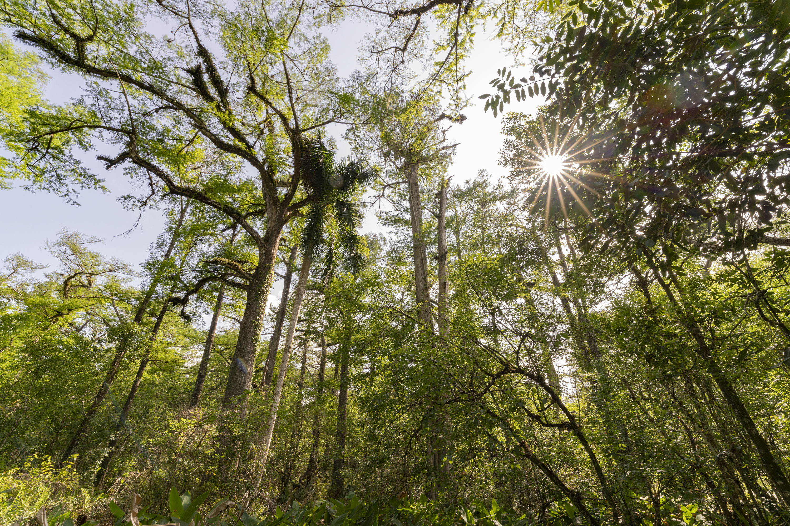 Photo of a green forest with the sun's rays coming through.