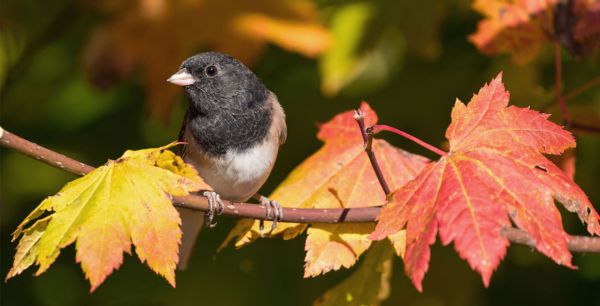 A Dark-eyed Junco perches on a branch of yellow and orange maple leaves.
