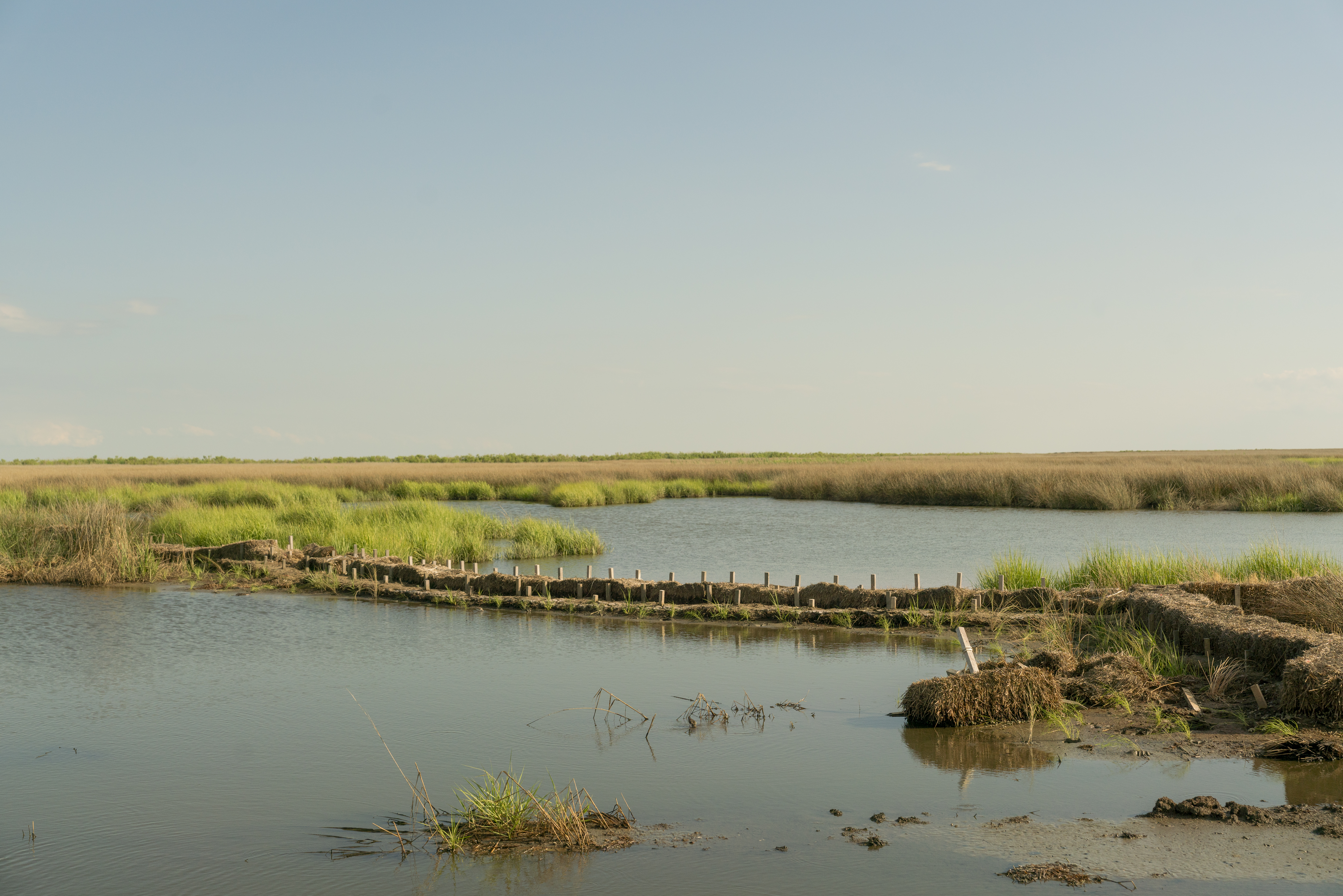 Saltmarsh in Maryland