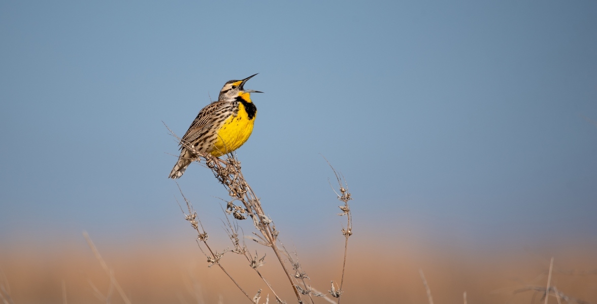 Eastern Meadowlark.