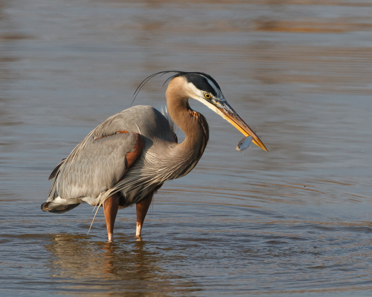 great blue heron standing in water with a gish in its bill