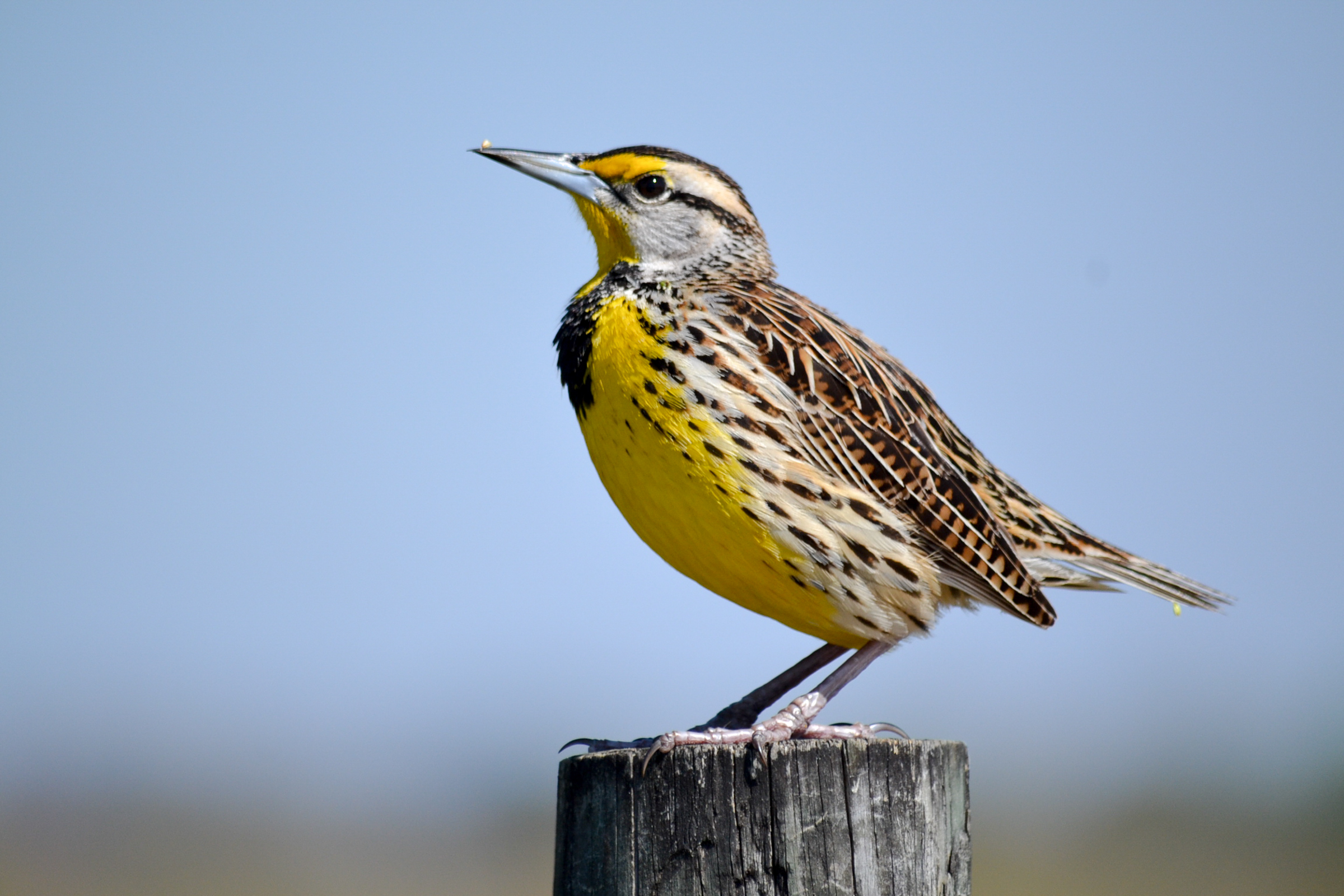 close up of an Eastern Meadowlark standing on a wooden post