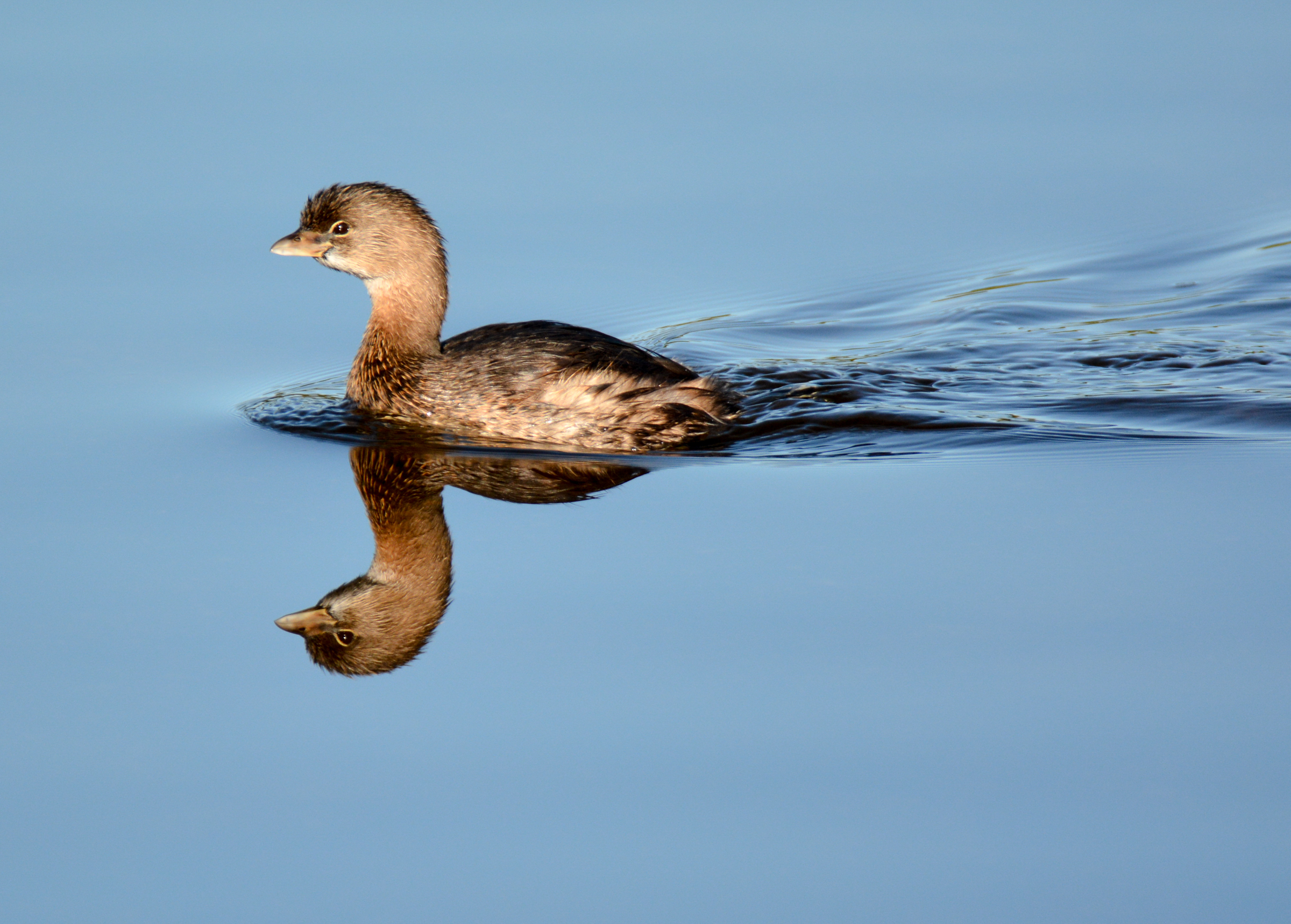pied-billed grebe swimming through the water
