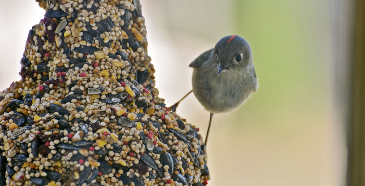 A Ruby-crowned Kinglet perched on a seed feeder.