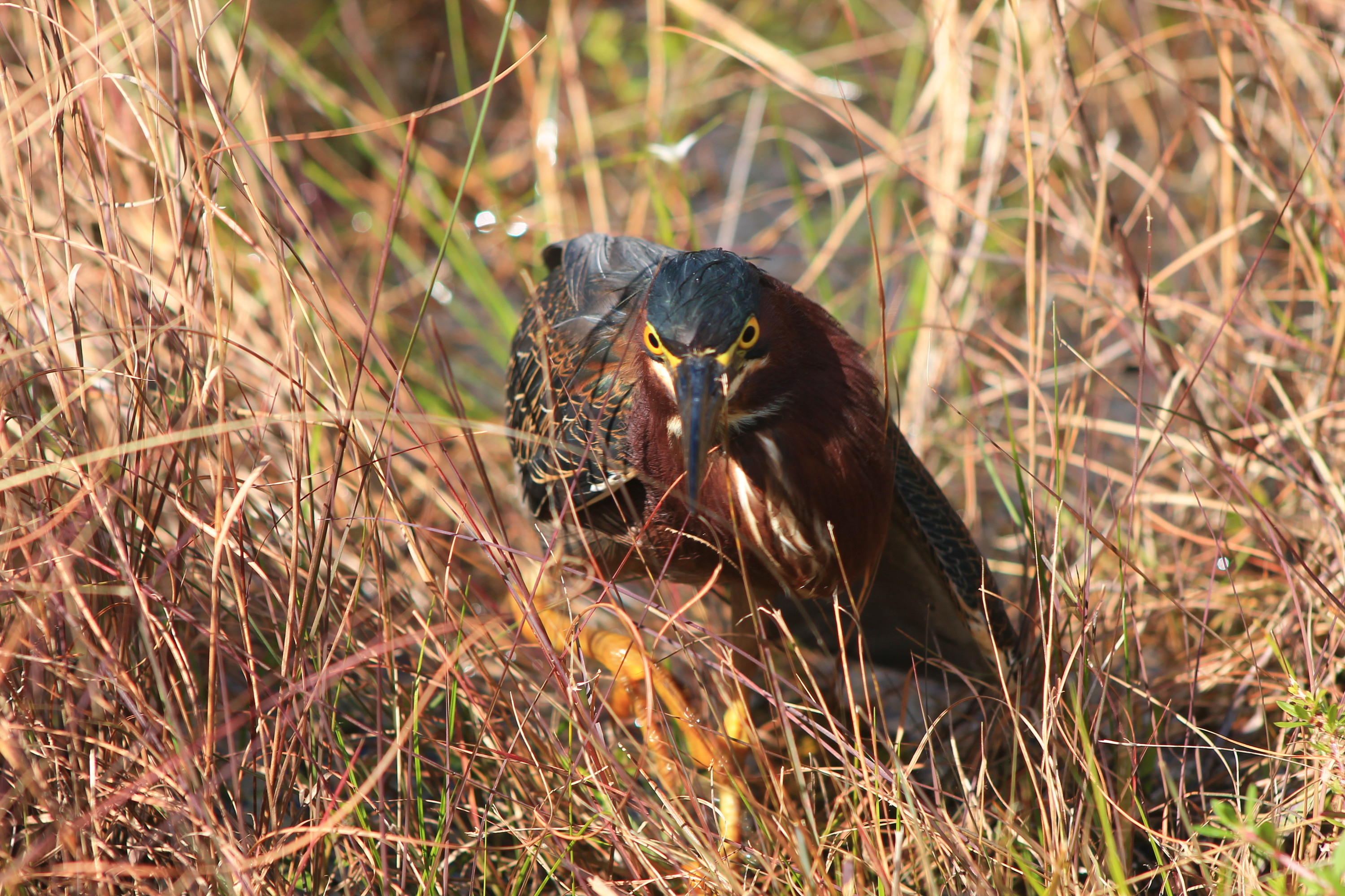 Green Heron walking through the grass.