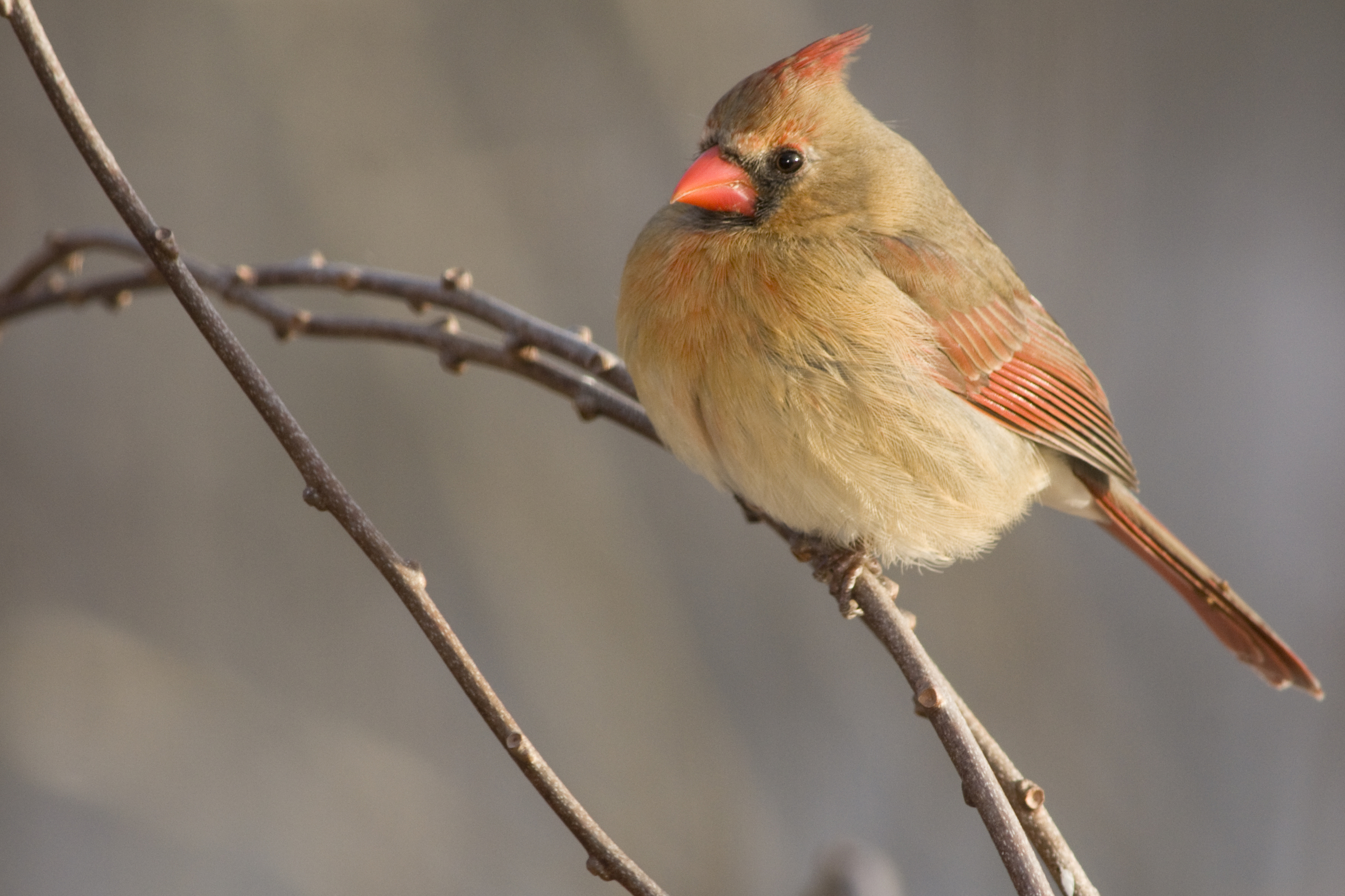 female northern cardinal standing on a branch