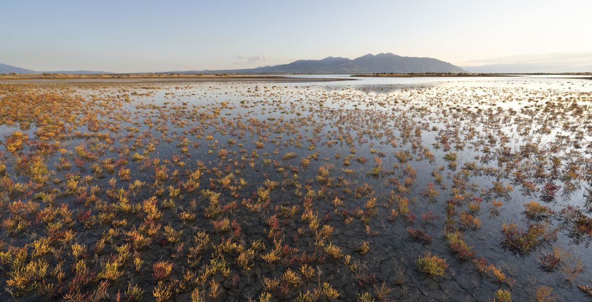Plants grow in a shallow wetland. 
