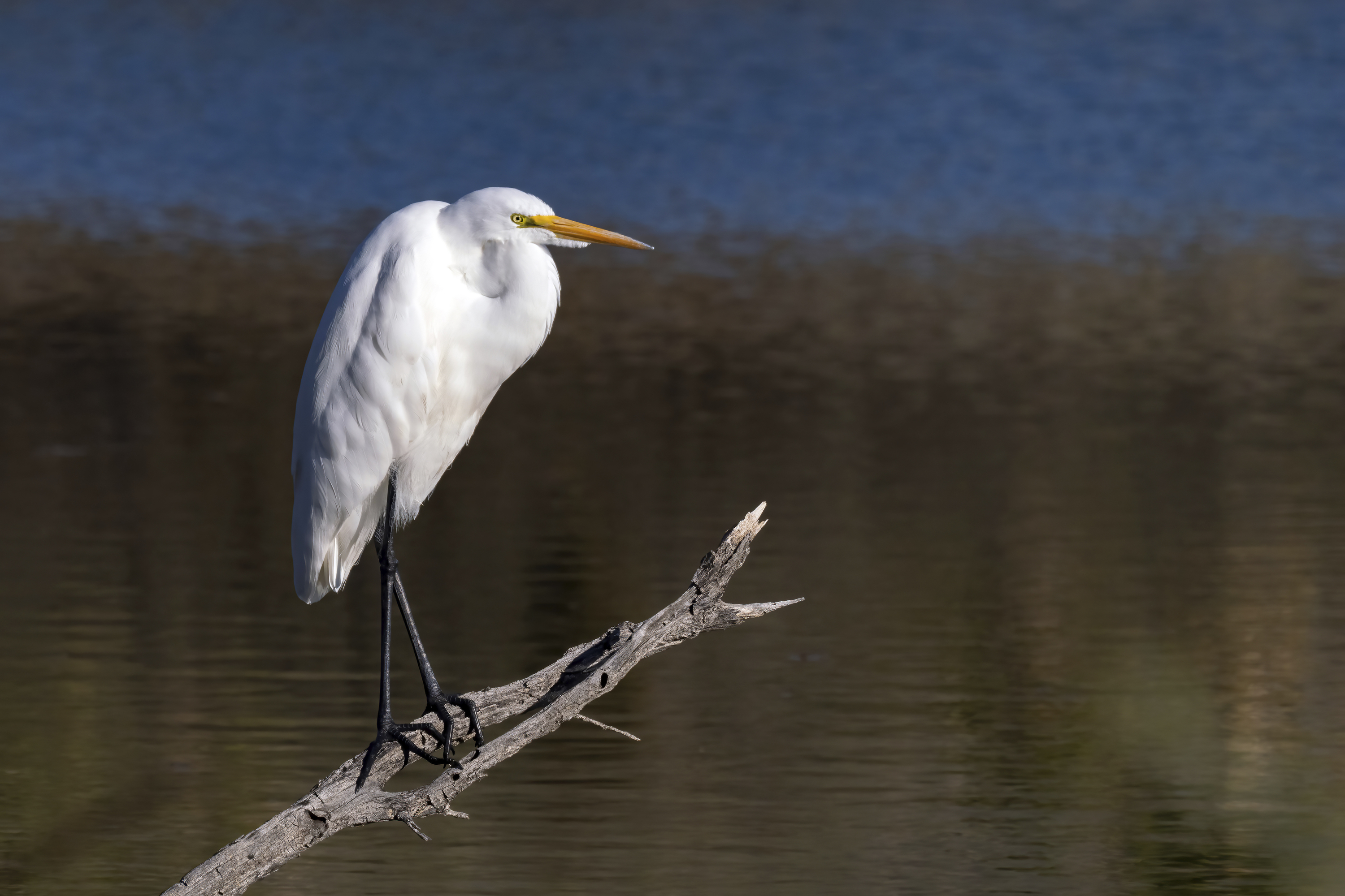 great egret standing on a branch