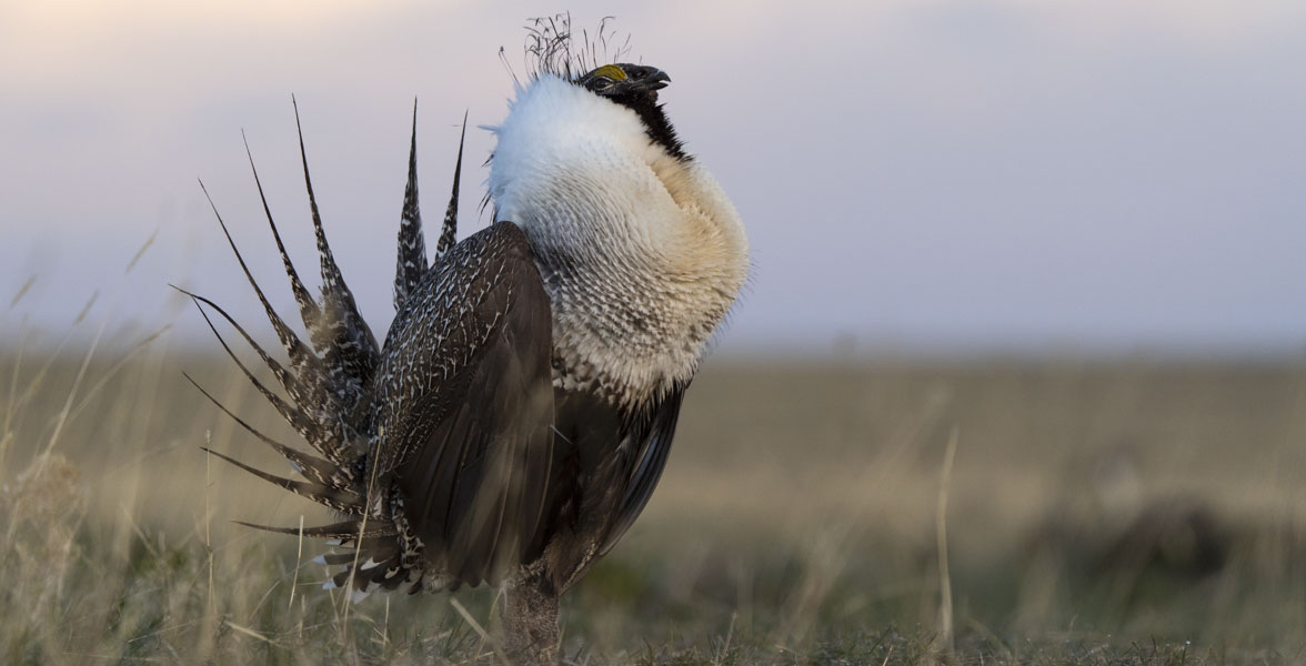 A male Greater Sage-Grouse stands tall in a prairie.