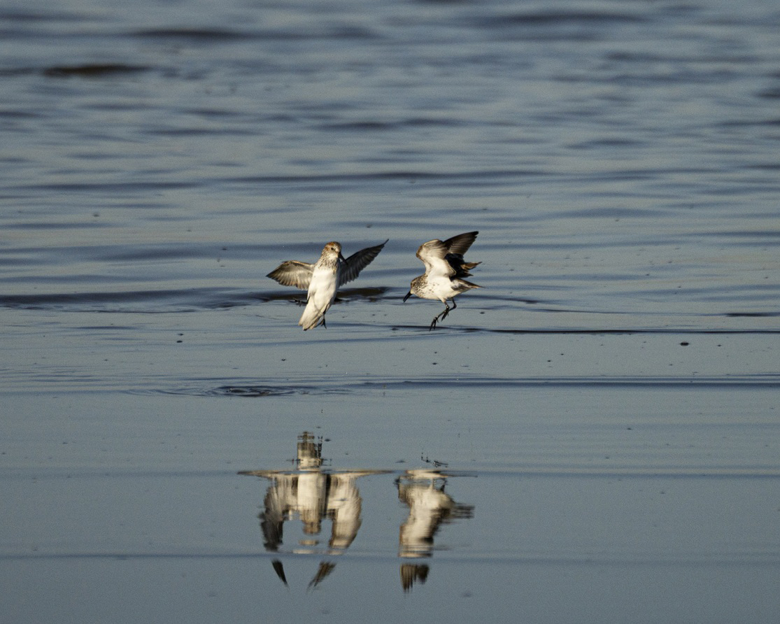 Western Sandpipers at the Salton Sea. Photo: Sydney Walsh/Audubon