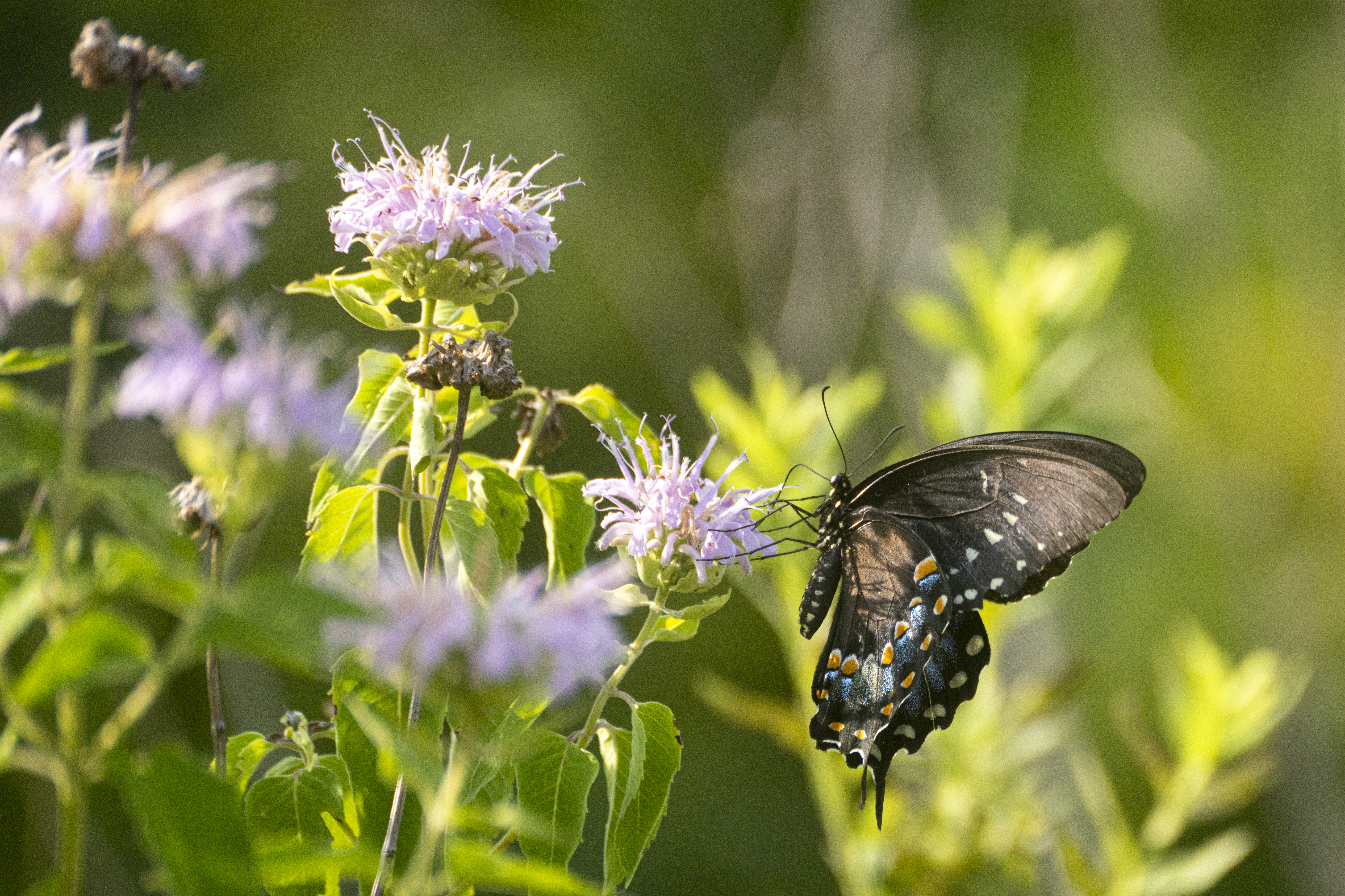 Butterfly feeding on flowers. 