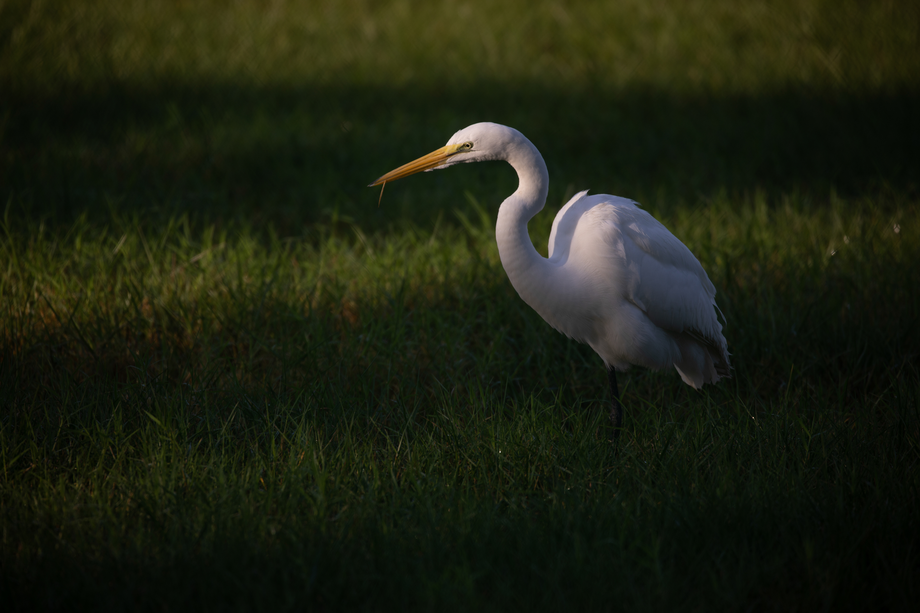 Great Egret standing