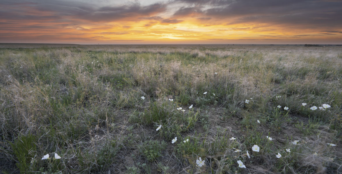 Flowers grow in shortgrass prairie.