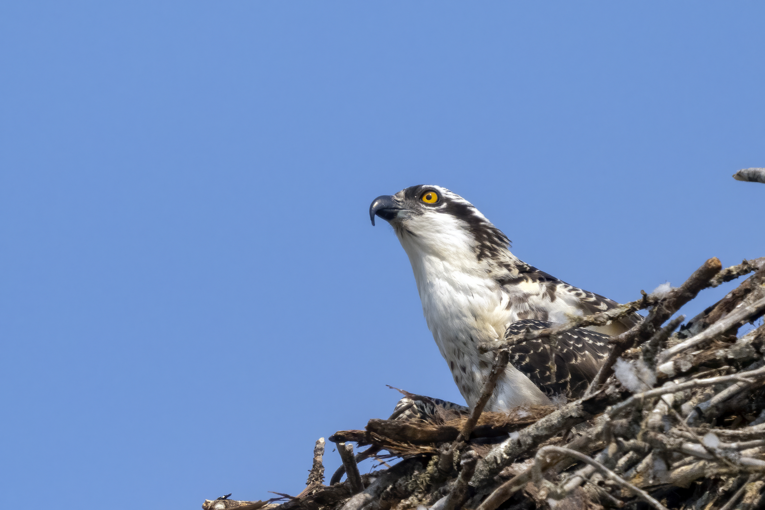 osprey looking out of its nest