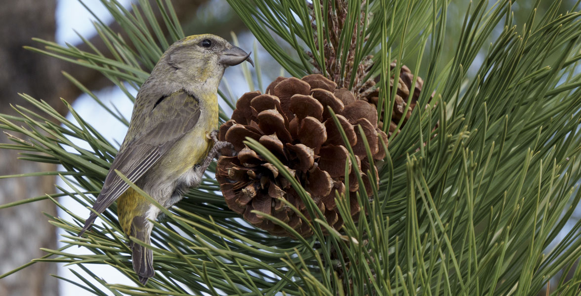 A Red Crossbill perched on ponderosa pine.
