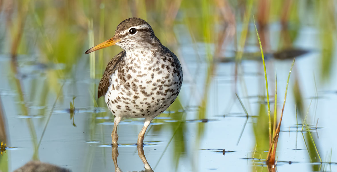 A Spotted Sandpiper stands in a shallow wetland. 