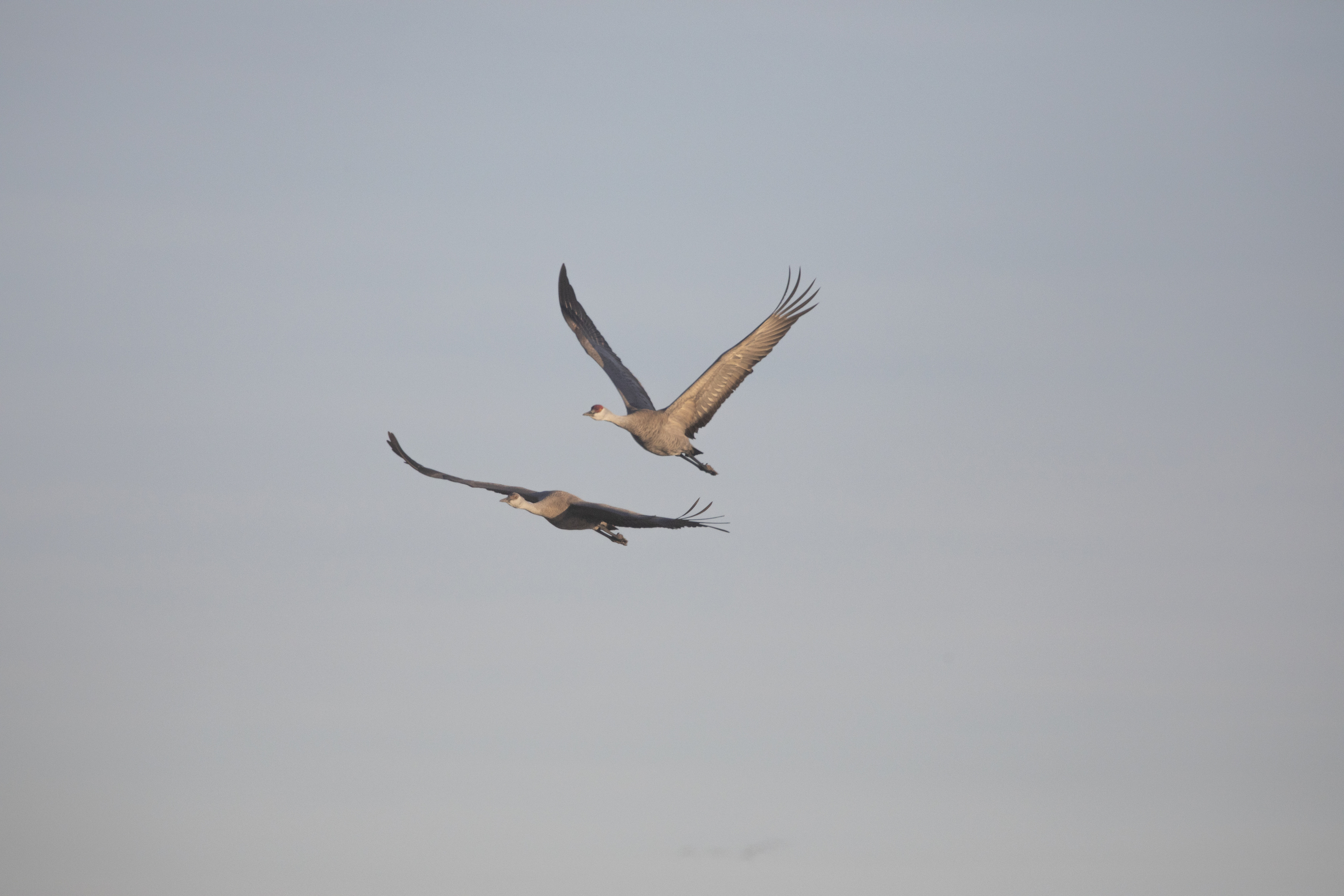 two sandhill cranes in flight