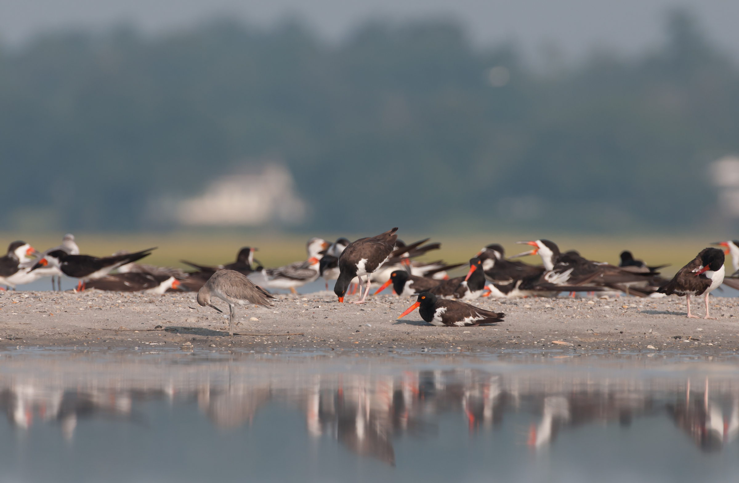 group of sea and shorebirds standing on the sand