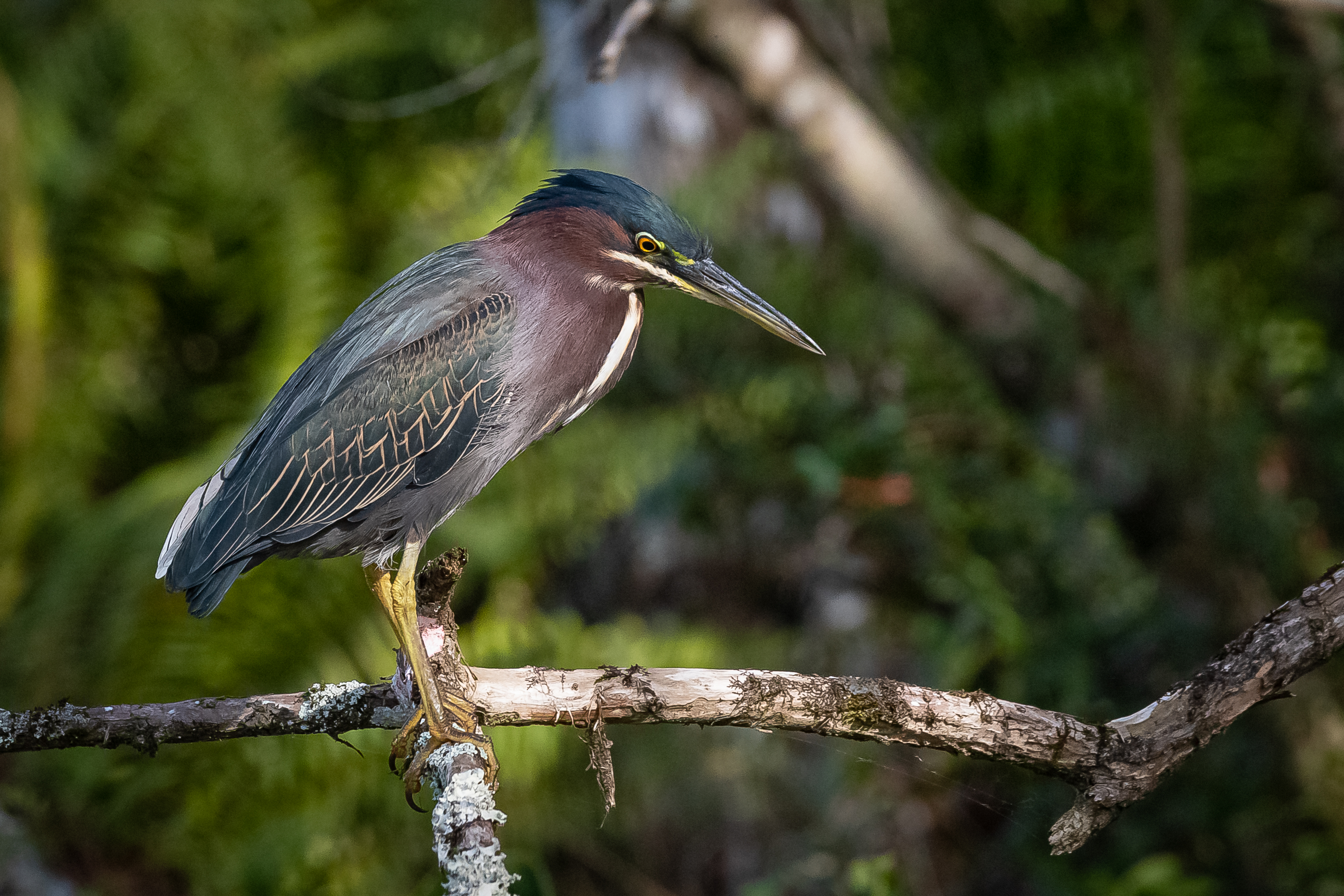 Photo of a small wading bird perched on a branch.