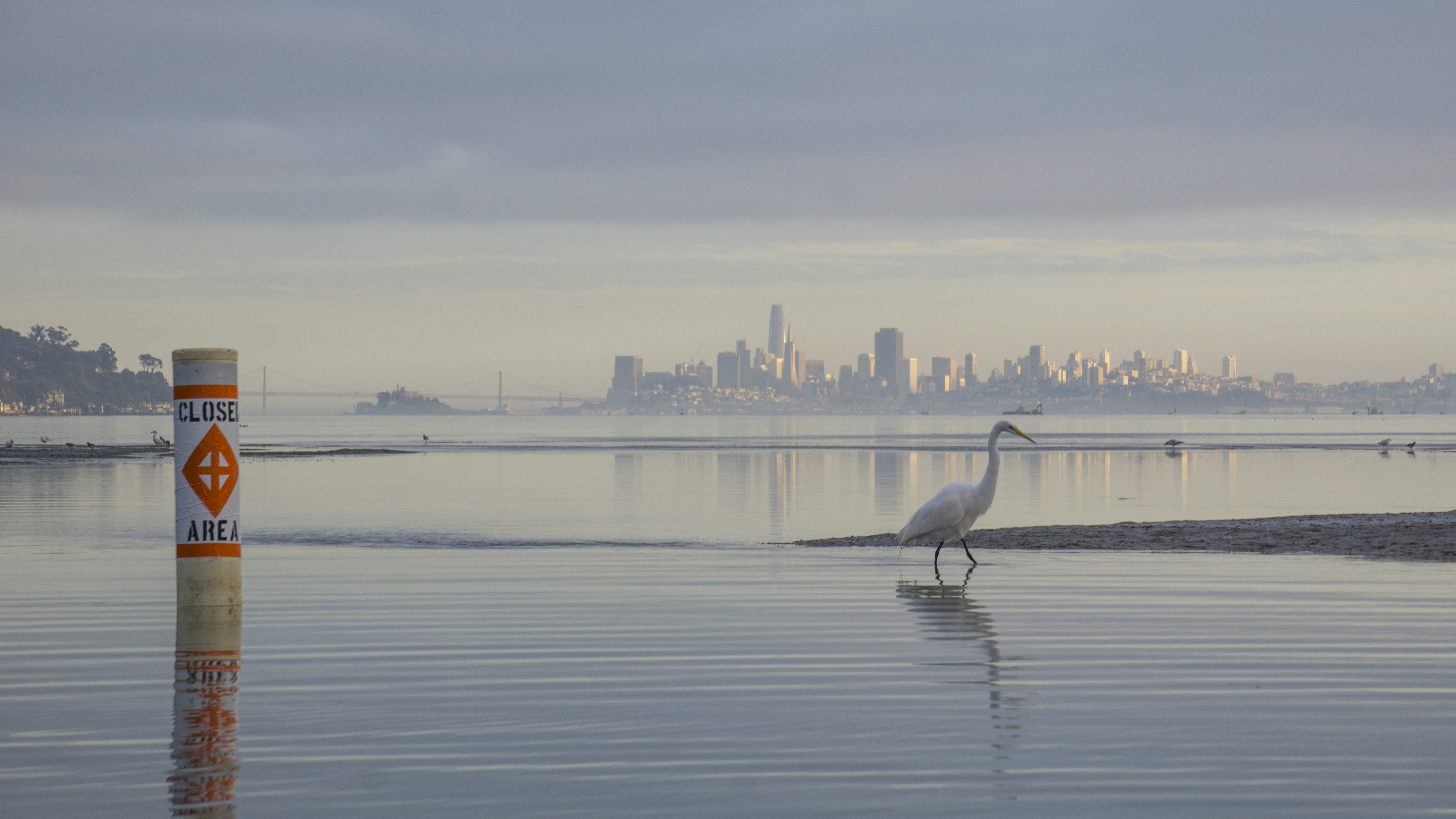 Great Egret walking through the waters of Richardson Bay Audubon Center and Sanctuary. 