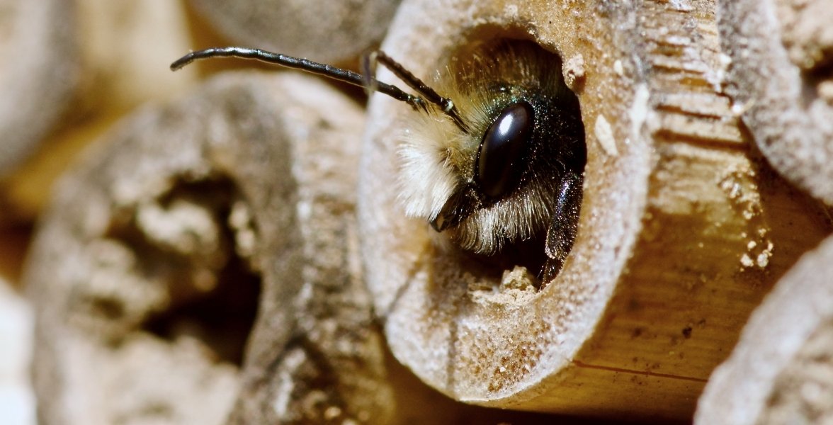 A mason bee emerges from a pollinator house.