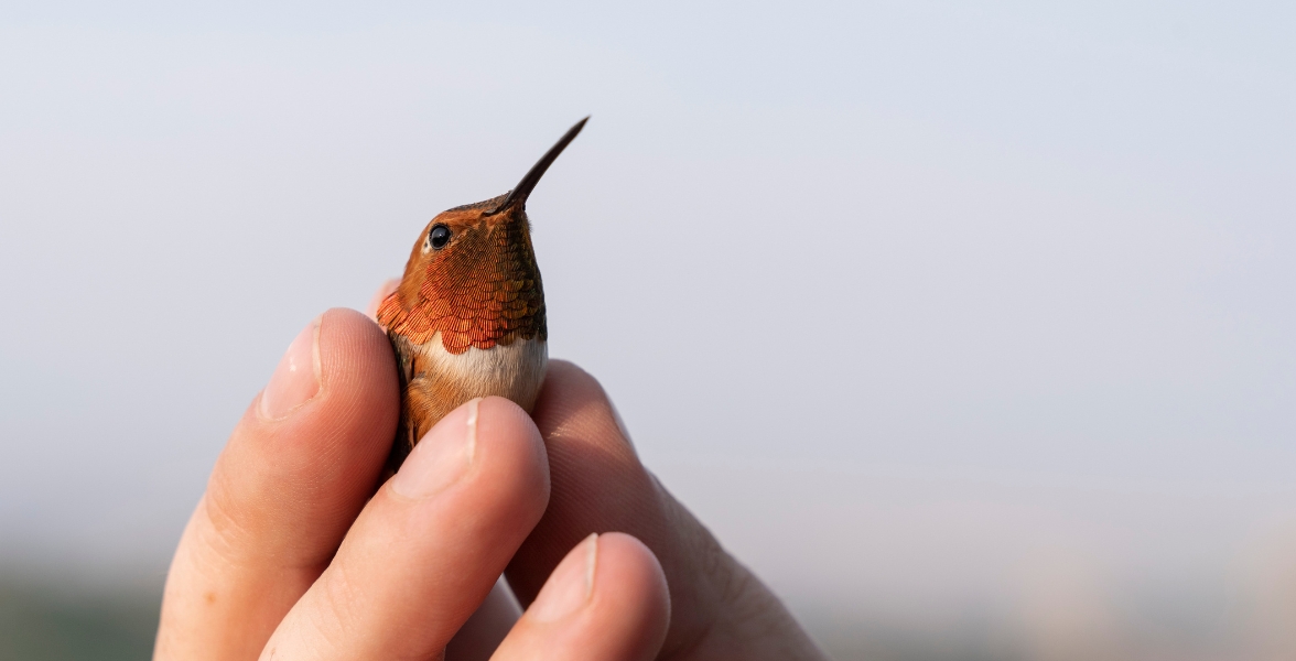 A hand gently holds a male Rufous Hummingbird.