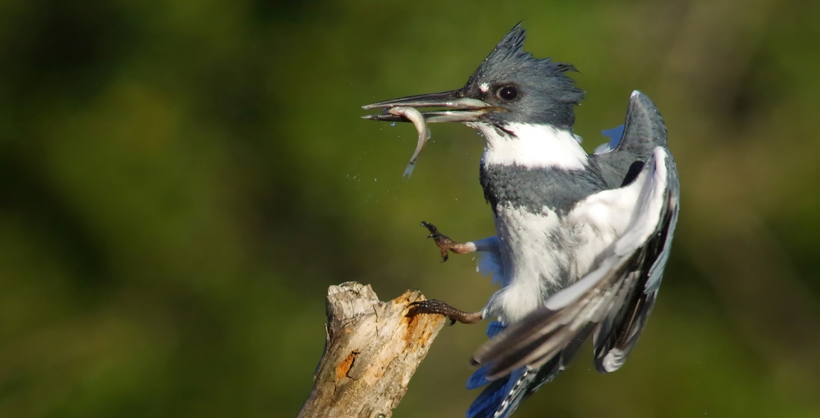 A Belted Kingfisher lands on a branch with a small fish in its beak.