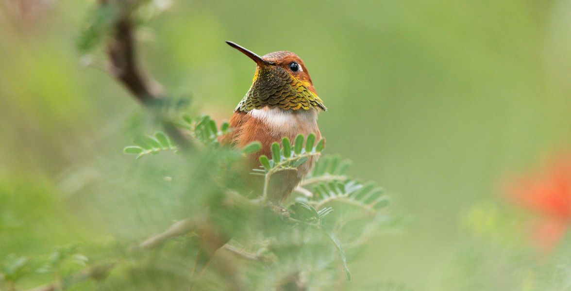 A male Rufous Hummingbird perched on a leafy branch.