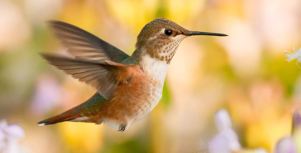 A juvenile male Rufous Hummingbird in flight.