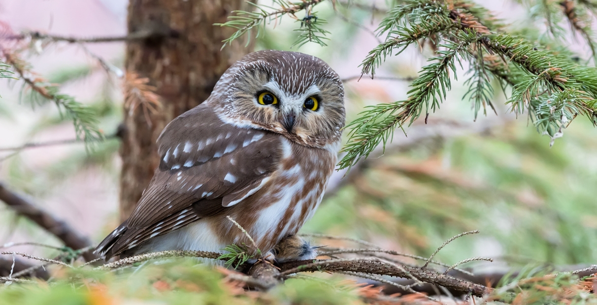 A Northern Saw-whet Owl perched in an evergreen tree. 