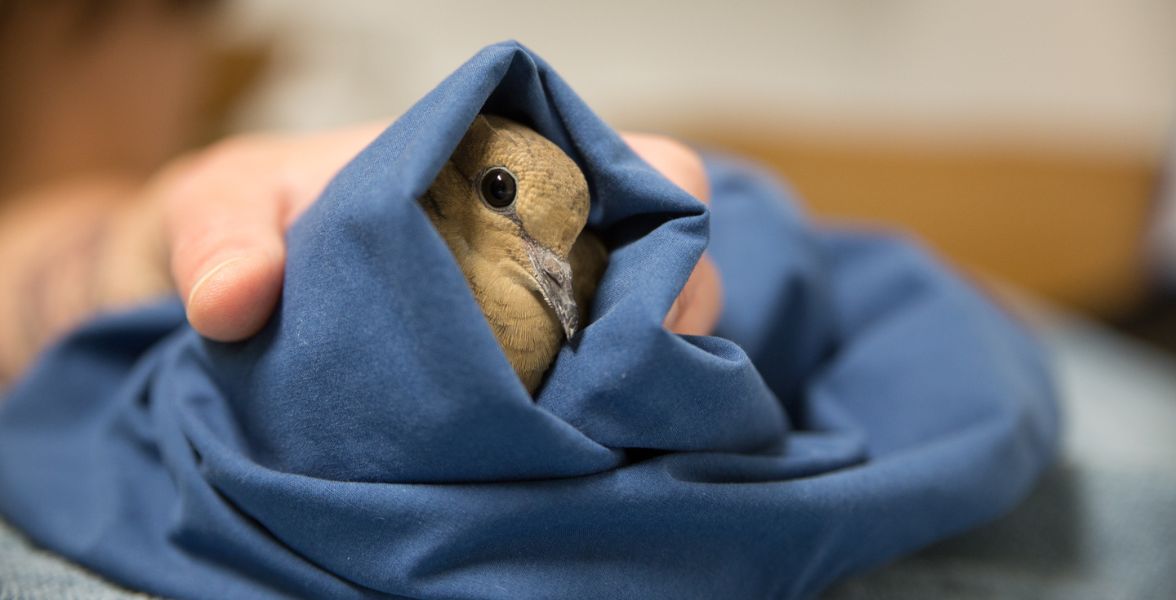 A Mourning Dove wrapped in a blue towel held by a wildlife rehabber.